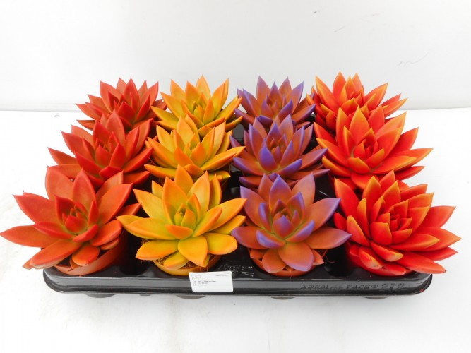 Echeveria 'Miranda' geverfd Herfstkleuren