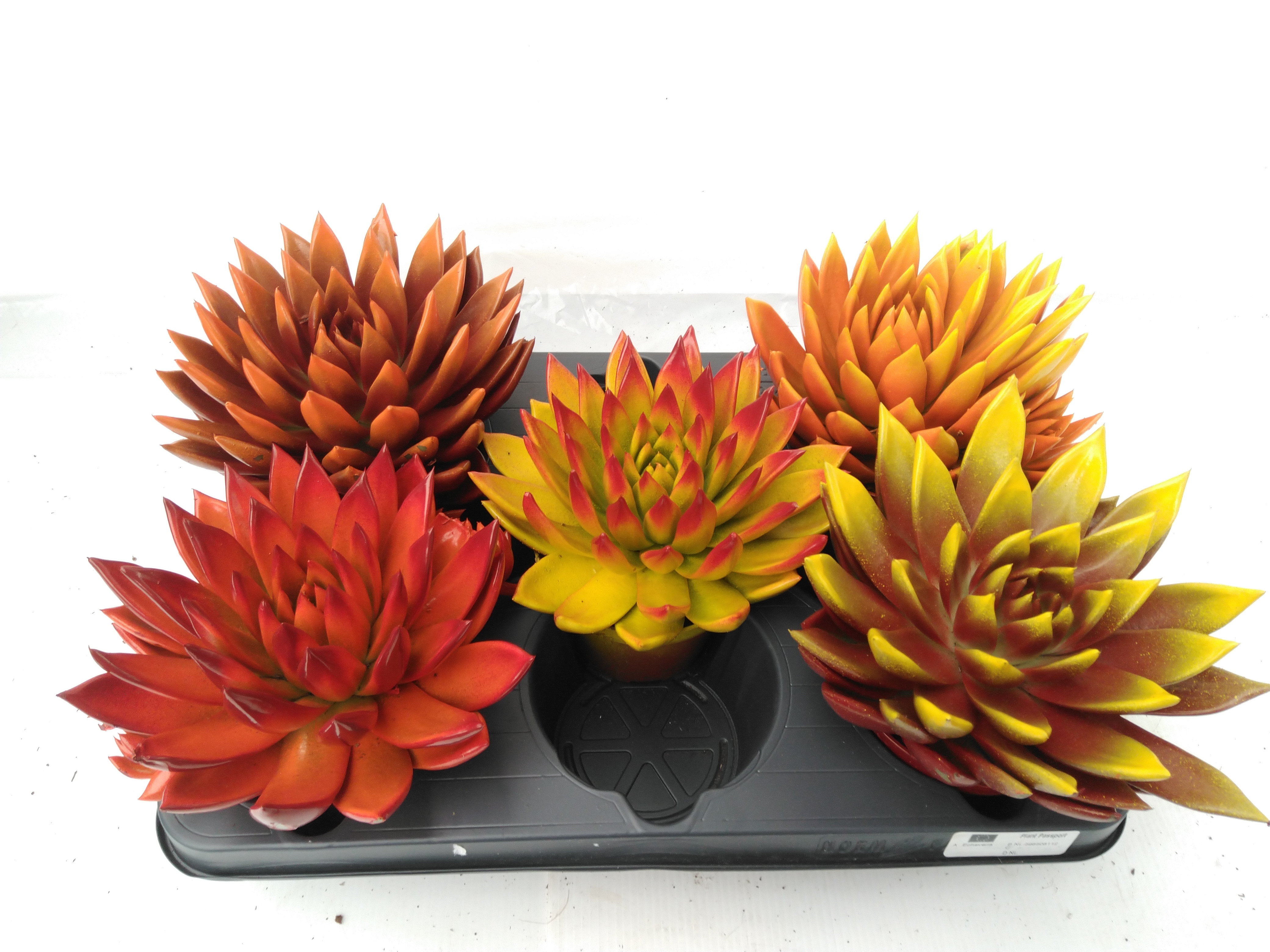 Echeveria 'Miranda' XXL Autumn mix