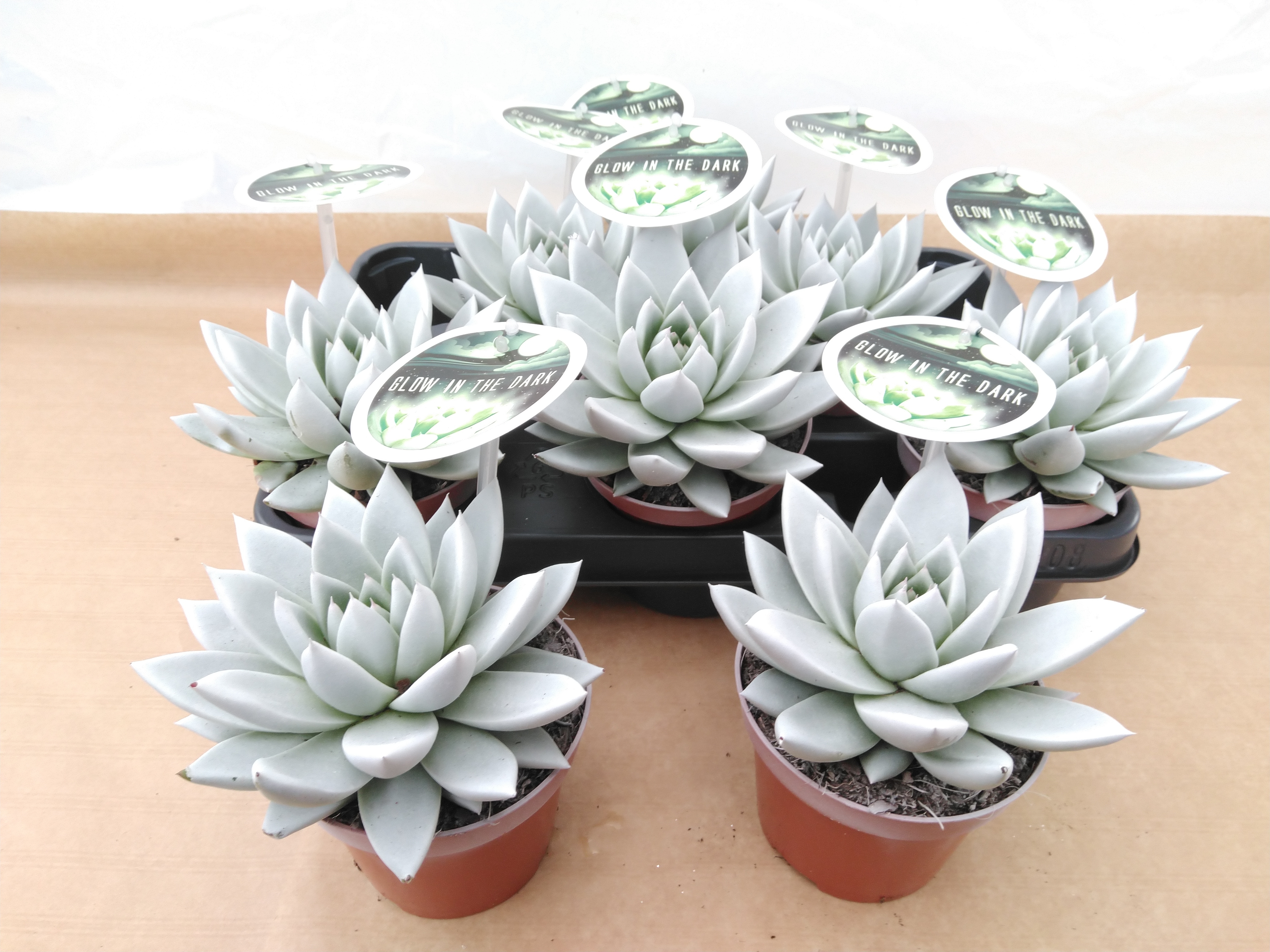 Echeveria 'Miranda' 'Glow in the Dark'