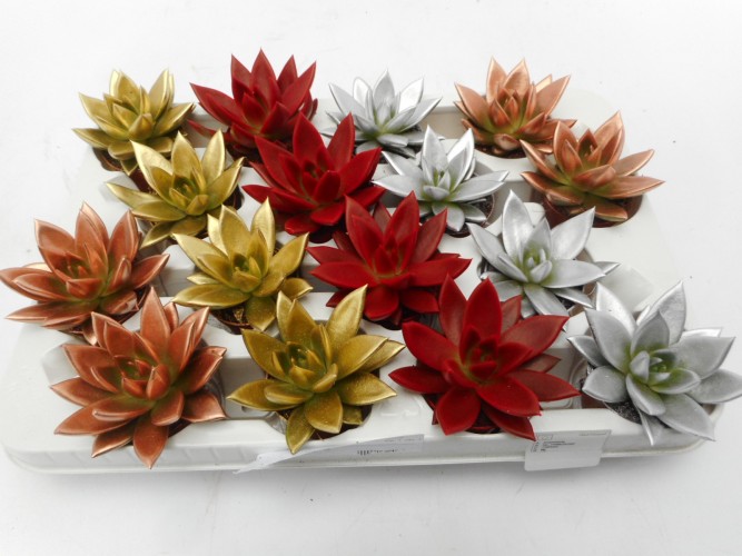 Echeveria 'Miranda' in kerstkleuren
