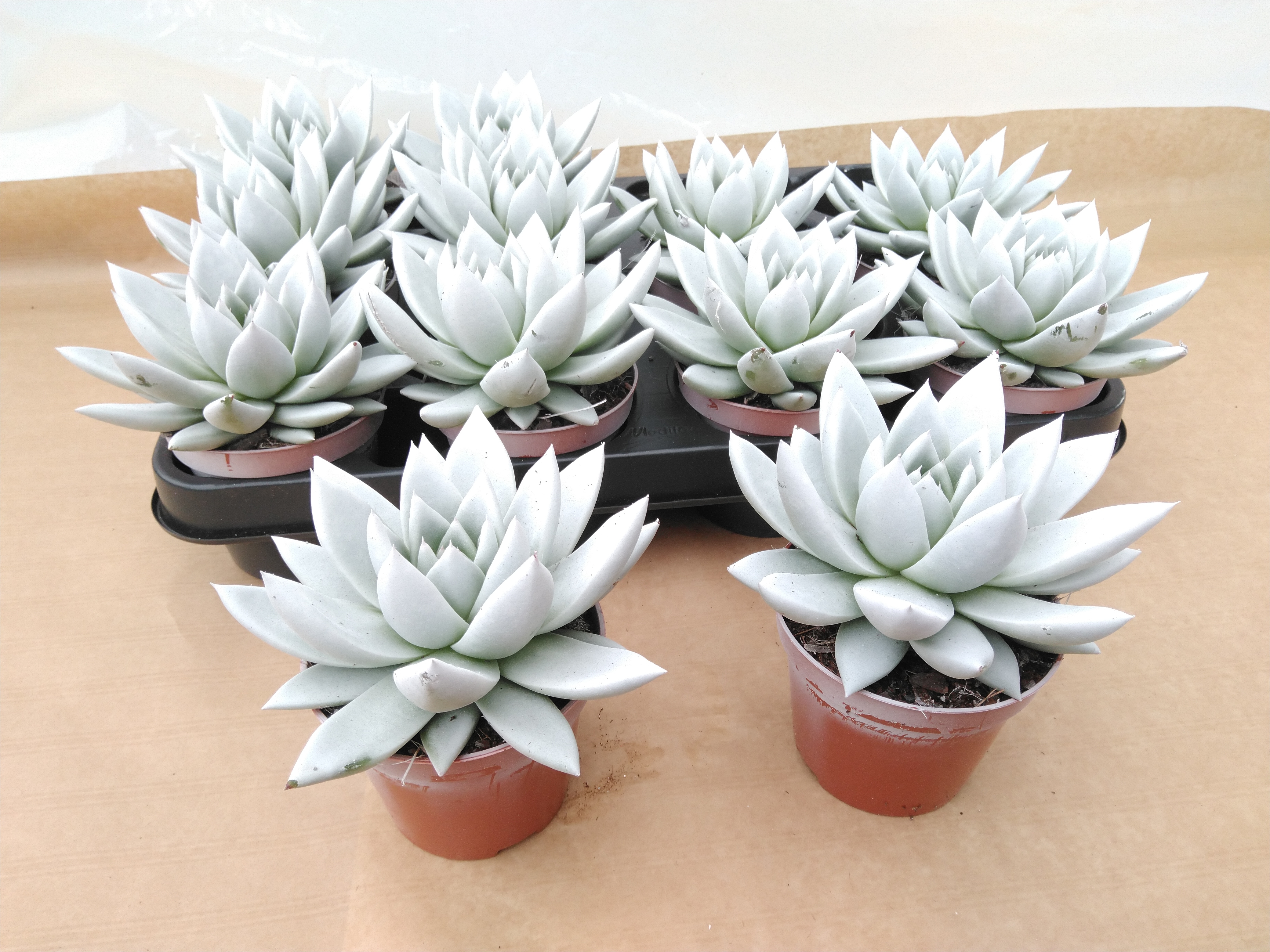 Echeveria 'Miranda' 'Rainbow White'