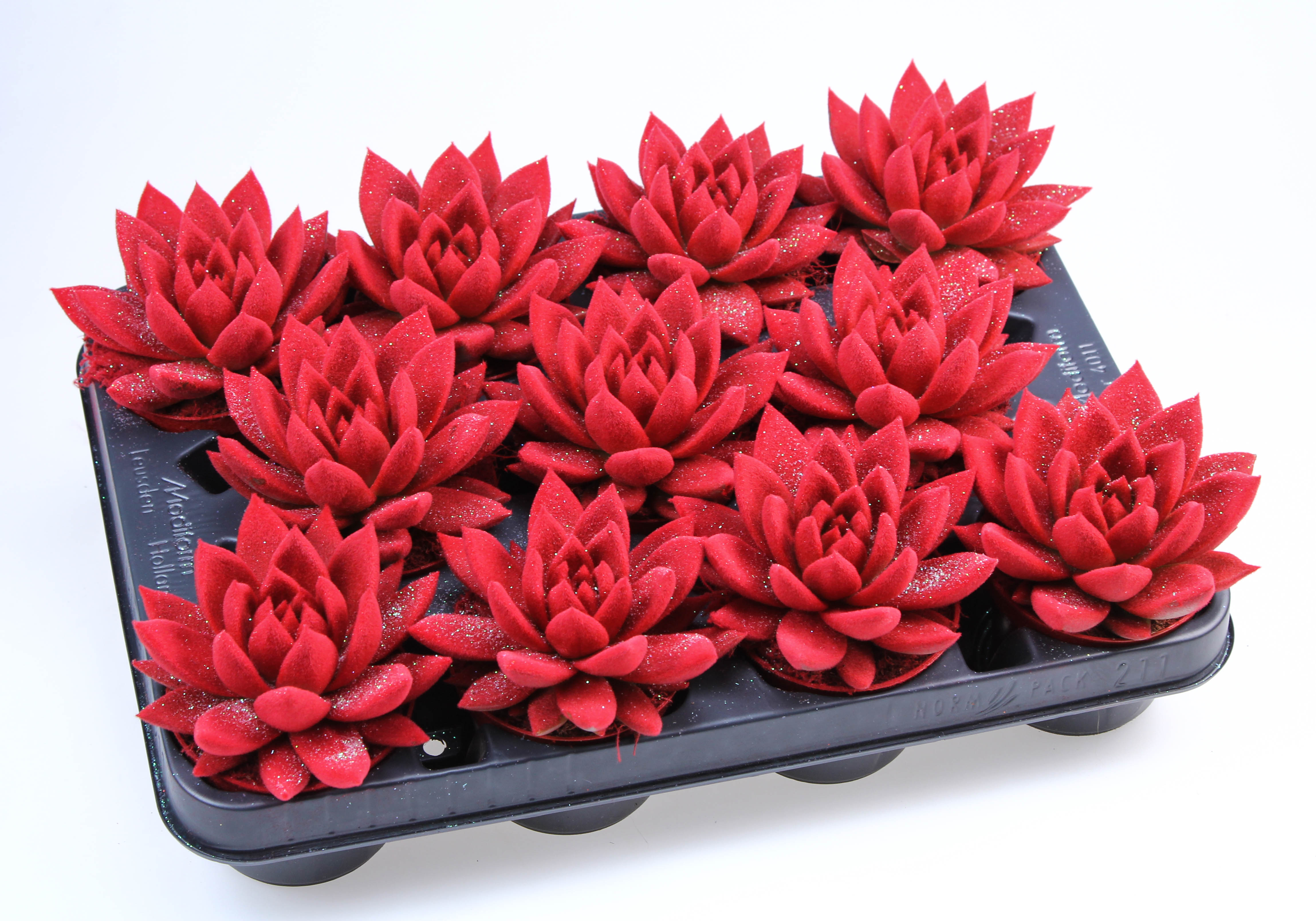 Echeveria 'Miranda' Velvet rood glitter