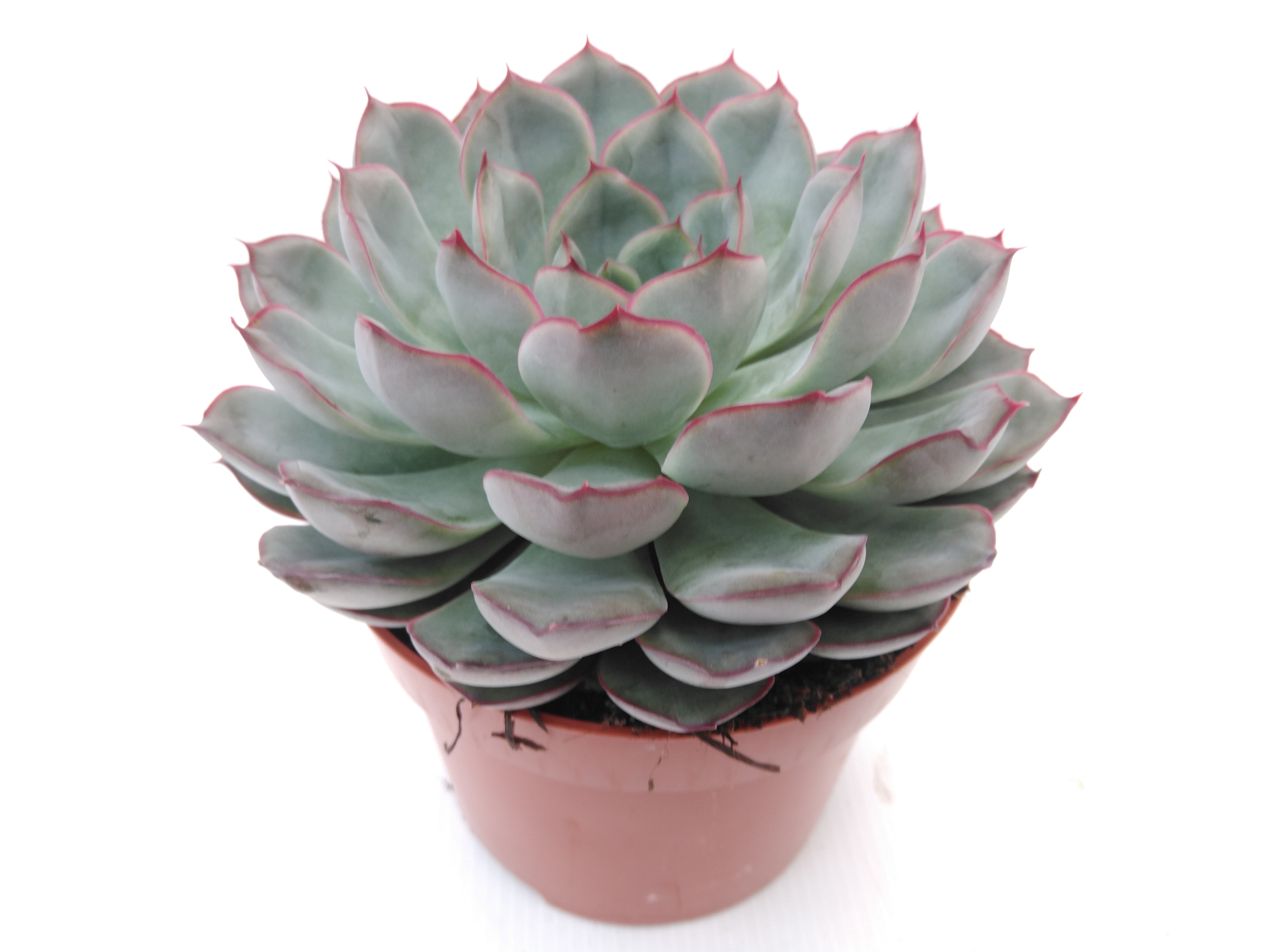Echeveria  mystery