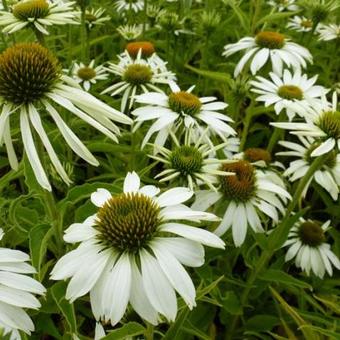 Echinacea purpurea 'Alba' Echinacea purpurea 'Alba'