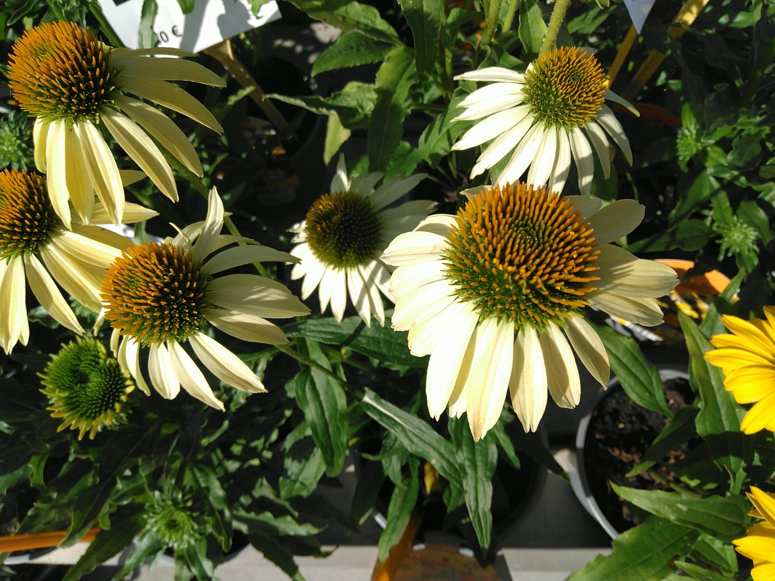 Echinacea purpurea Cheyenne spirit