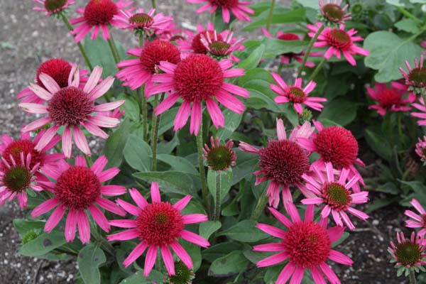Echinacea purpurea Delicious Candy Echinacea purpurea Delicious Candy