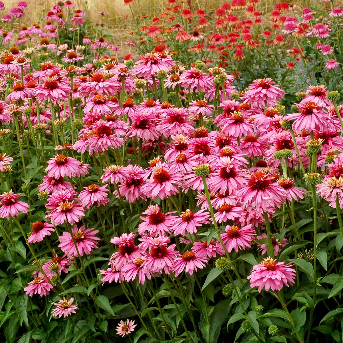 Echinacea purpurea 'Pink' Echinacea purpurea 'Pink'