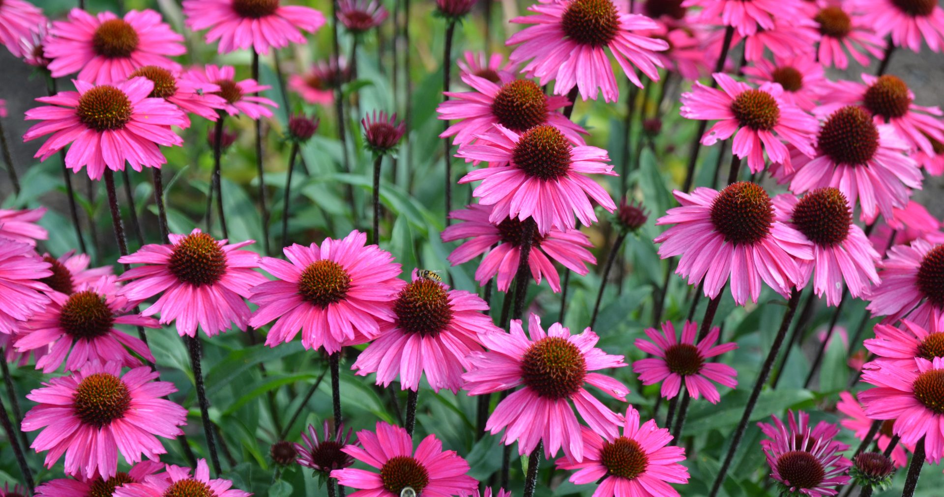 Echinacea purpurea Sensation Pink Echinacea purpurea Sensation Pink