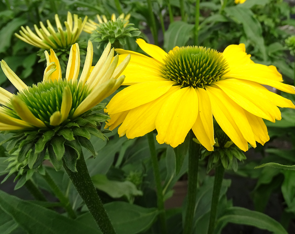 Echinacea purpurea SunSeekers Citrus