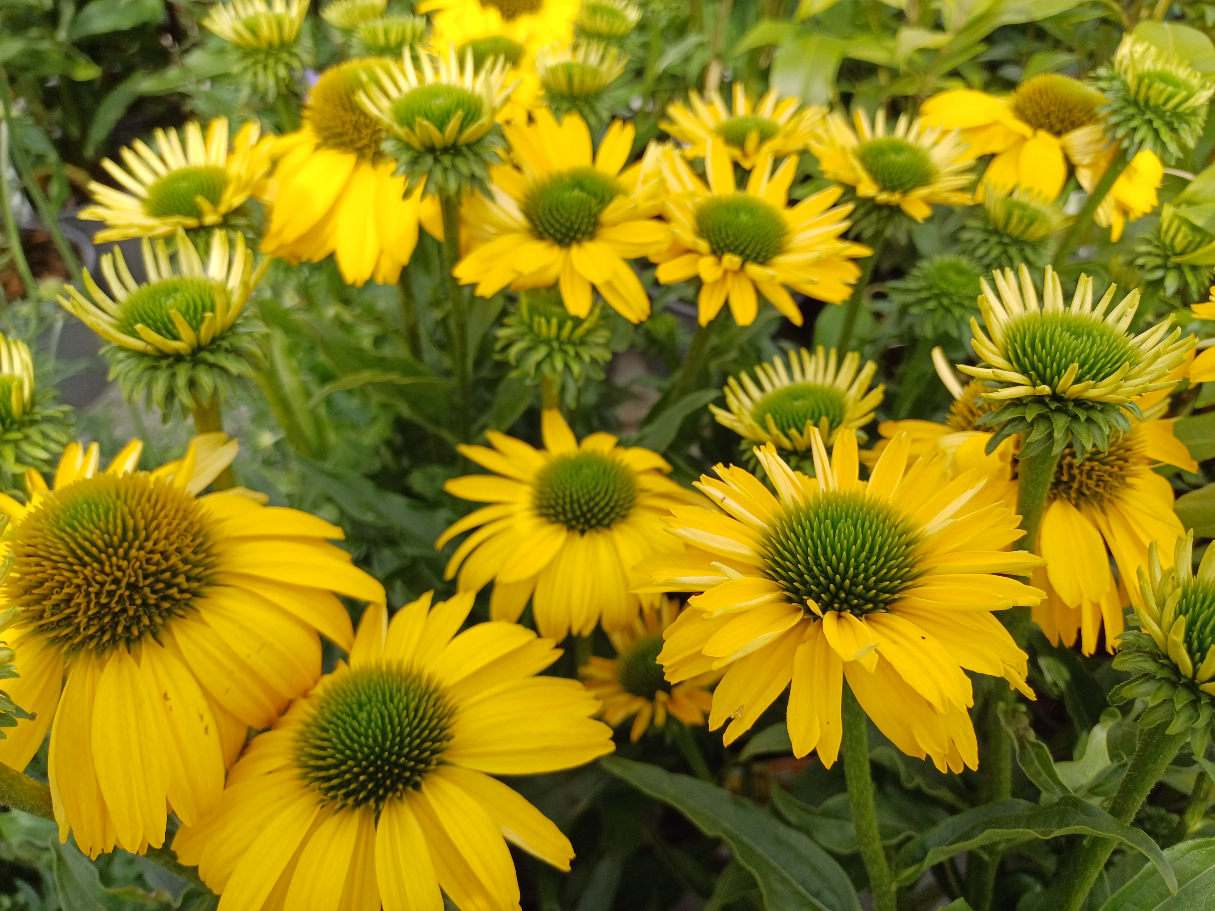 Echinacea purpurea SunSeekers Citrus