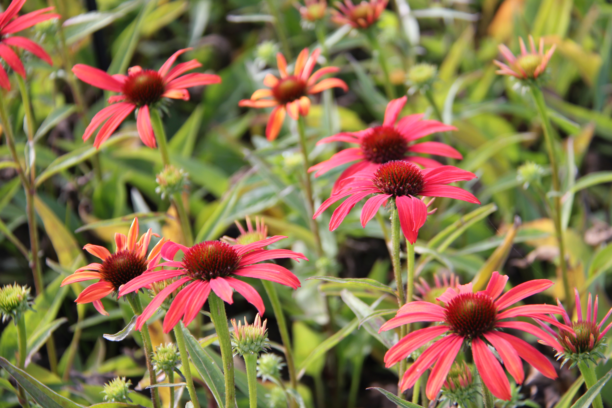 Echinacea purpurea SunSeekers Coral Echinacea purpurea SunSeekers Coral