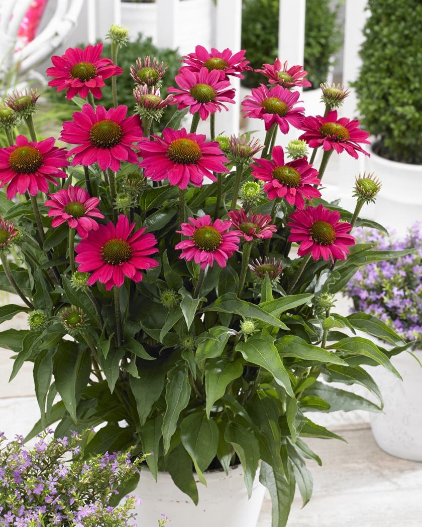 Echinacea purpurea SunSeekers Magenta Echinacea purpurea SunSeekers Magenta