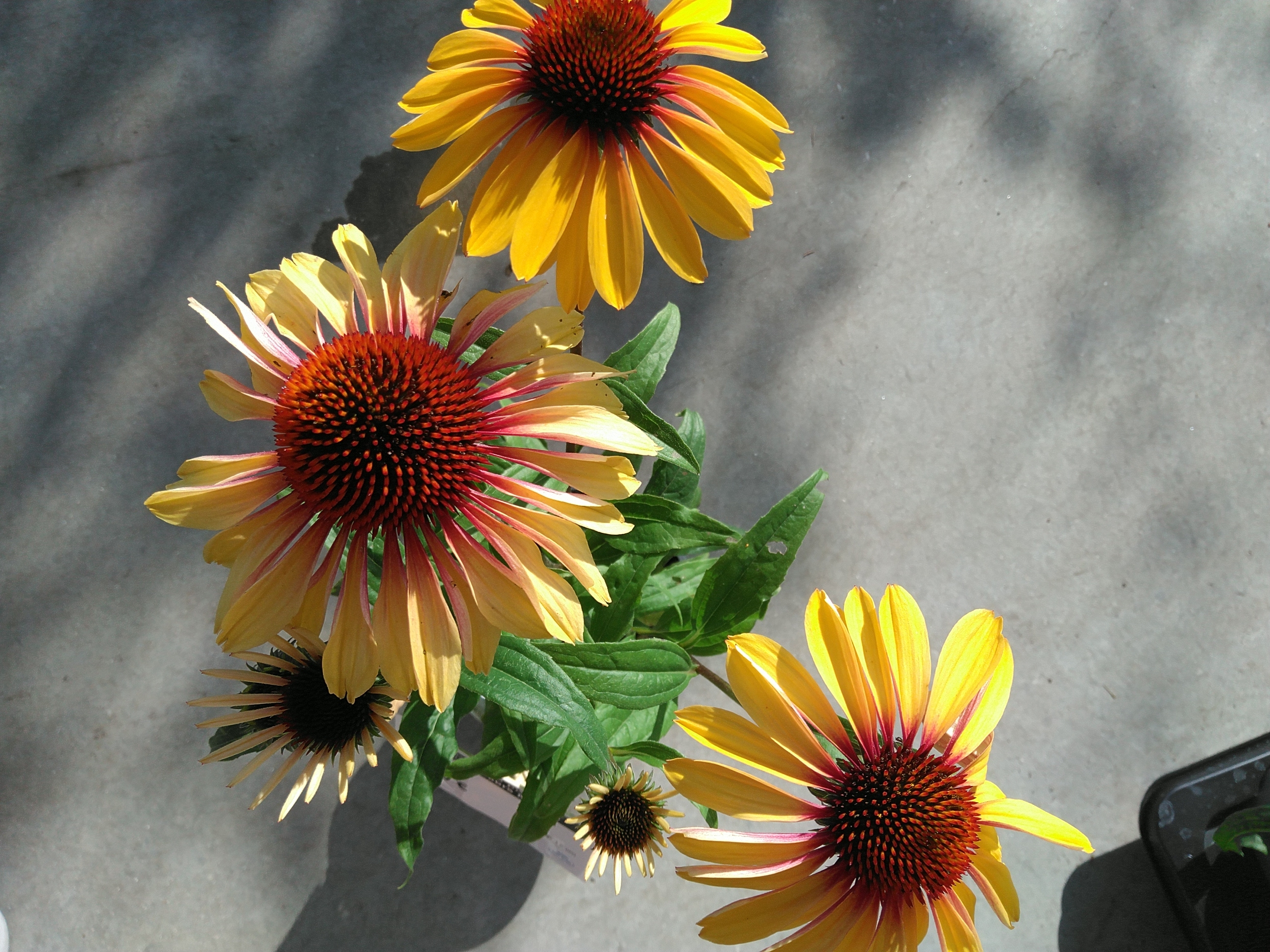 Echinacea purpurea SunSeekers Mellow Echinacea purpurea SunSeekers Mellow