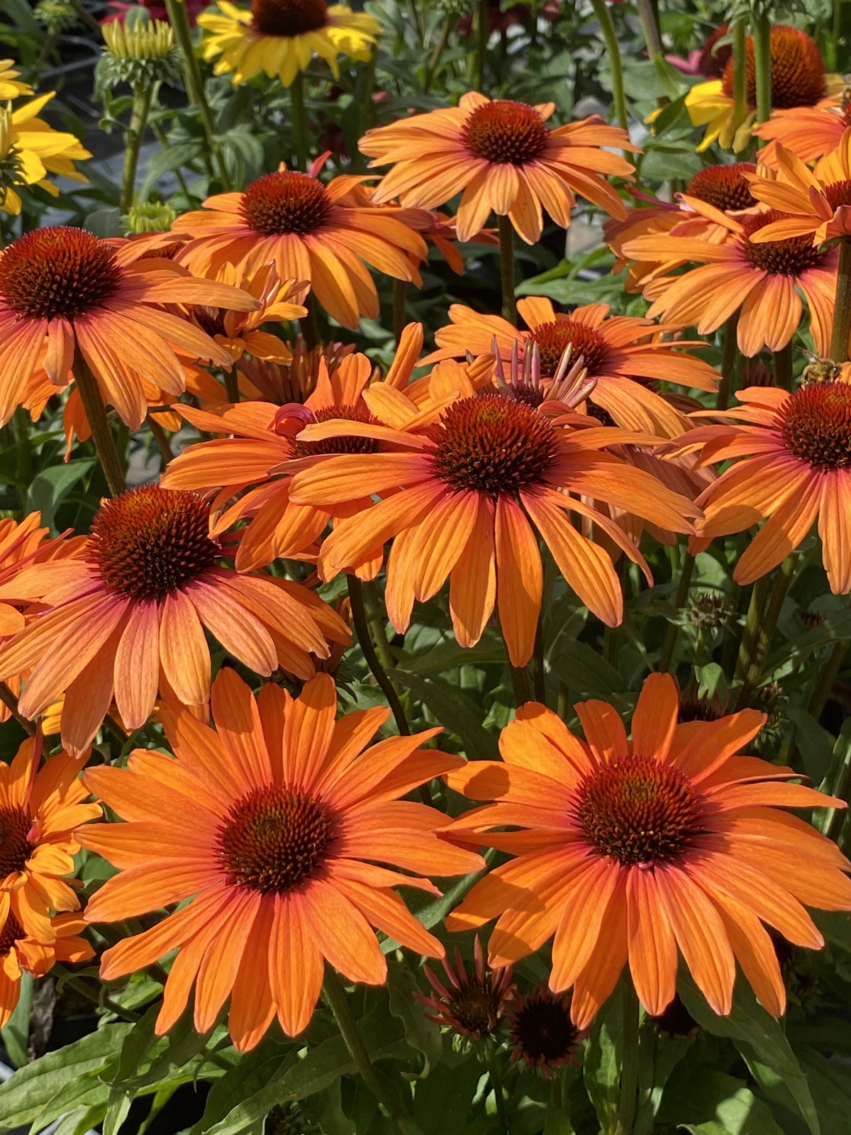 Echinacea purpurea SunSeekers Orange