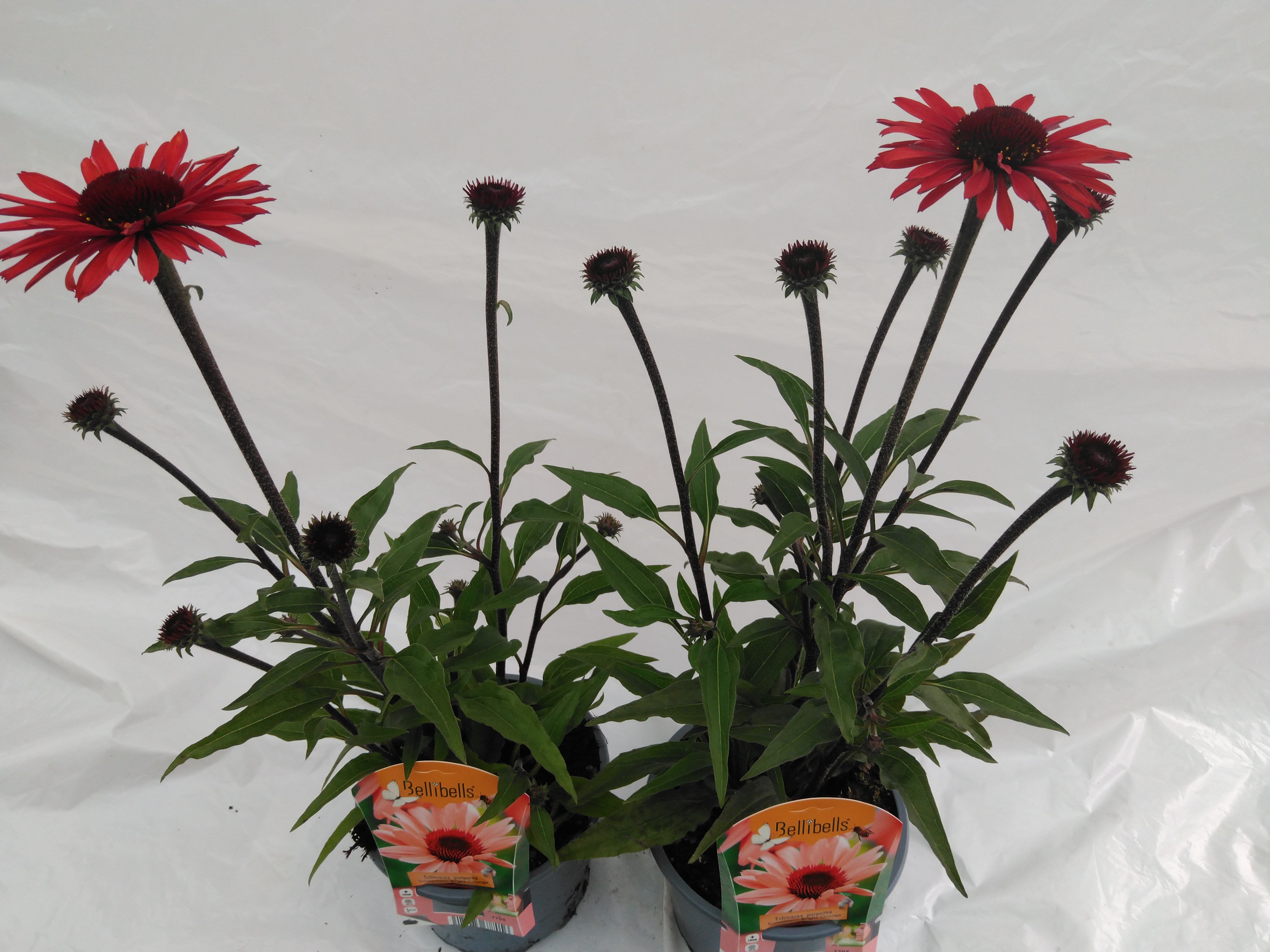 Echinacea purpurea SunSeekers Orange