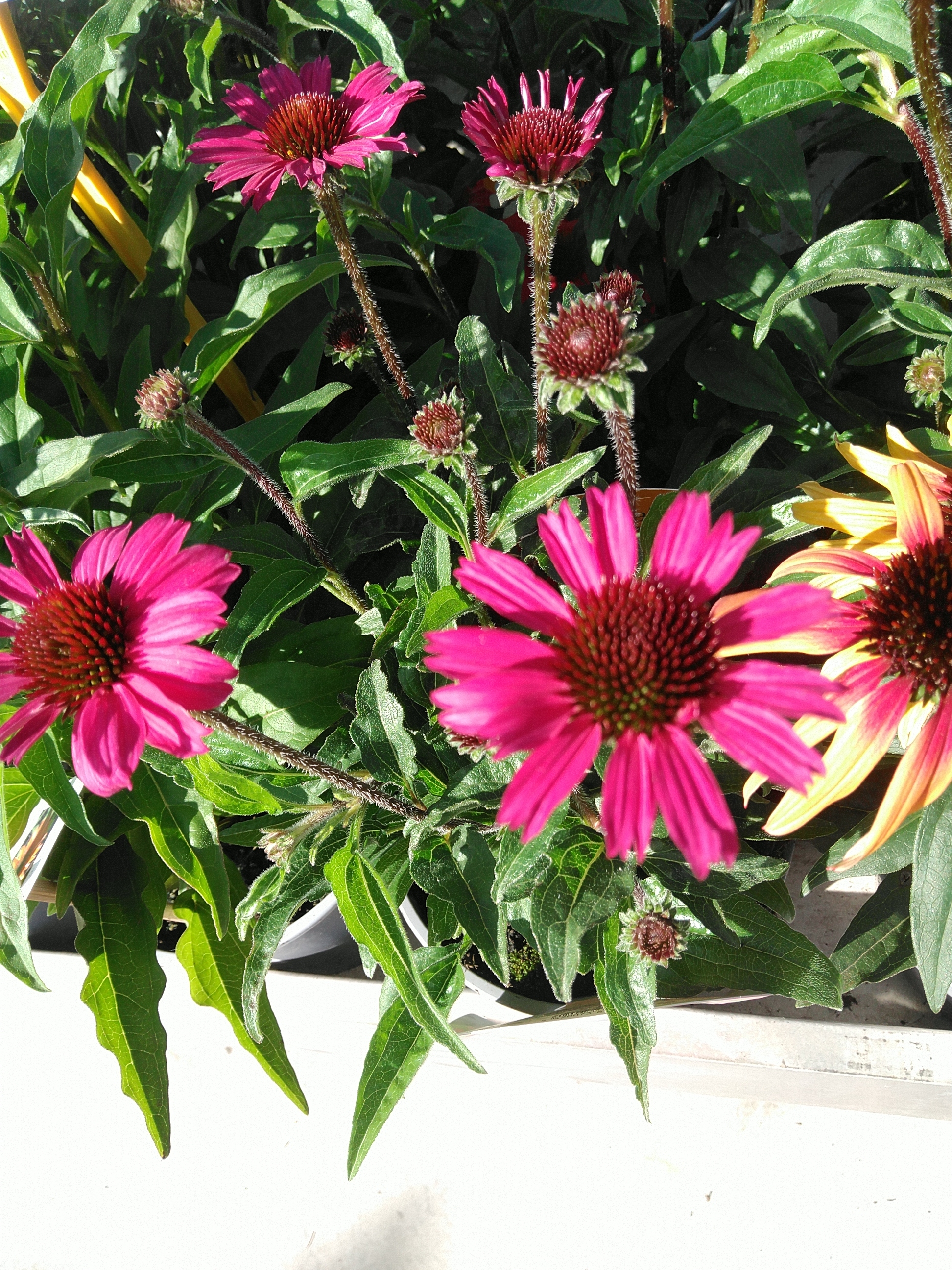 Echinacea purpurea SunSeekers Pink