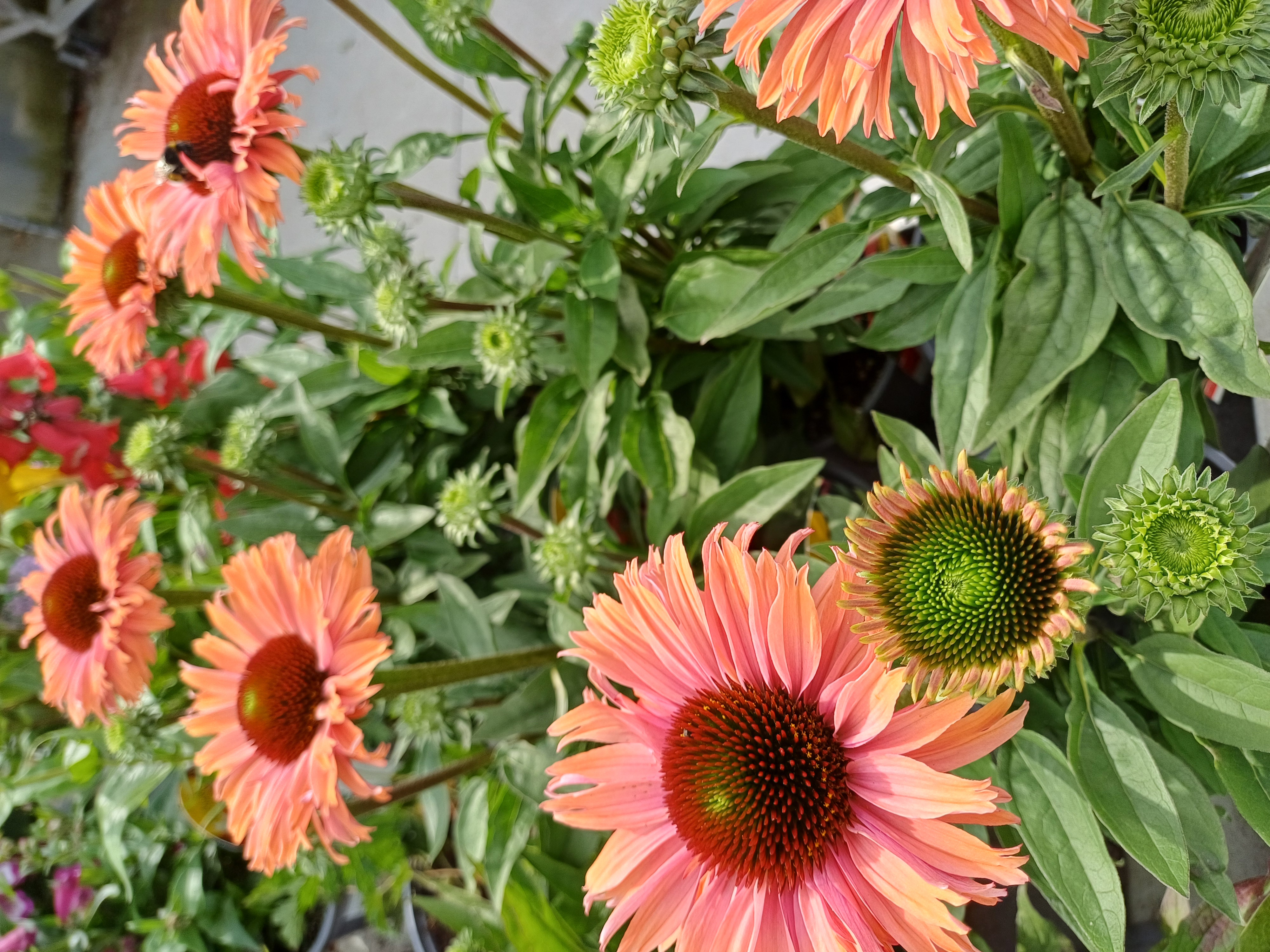 Echinacea purpurea Sunseeker Rainbow
