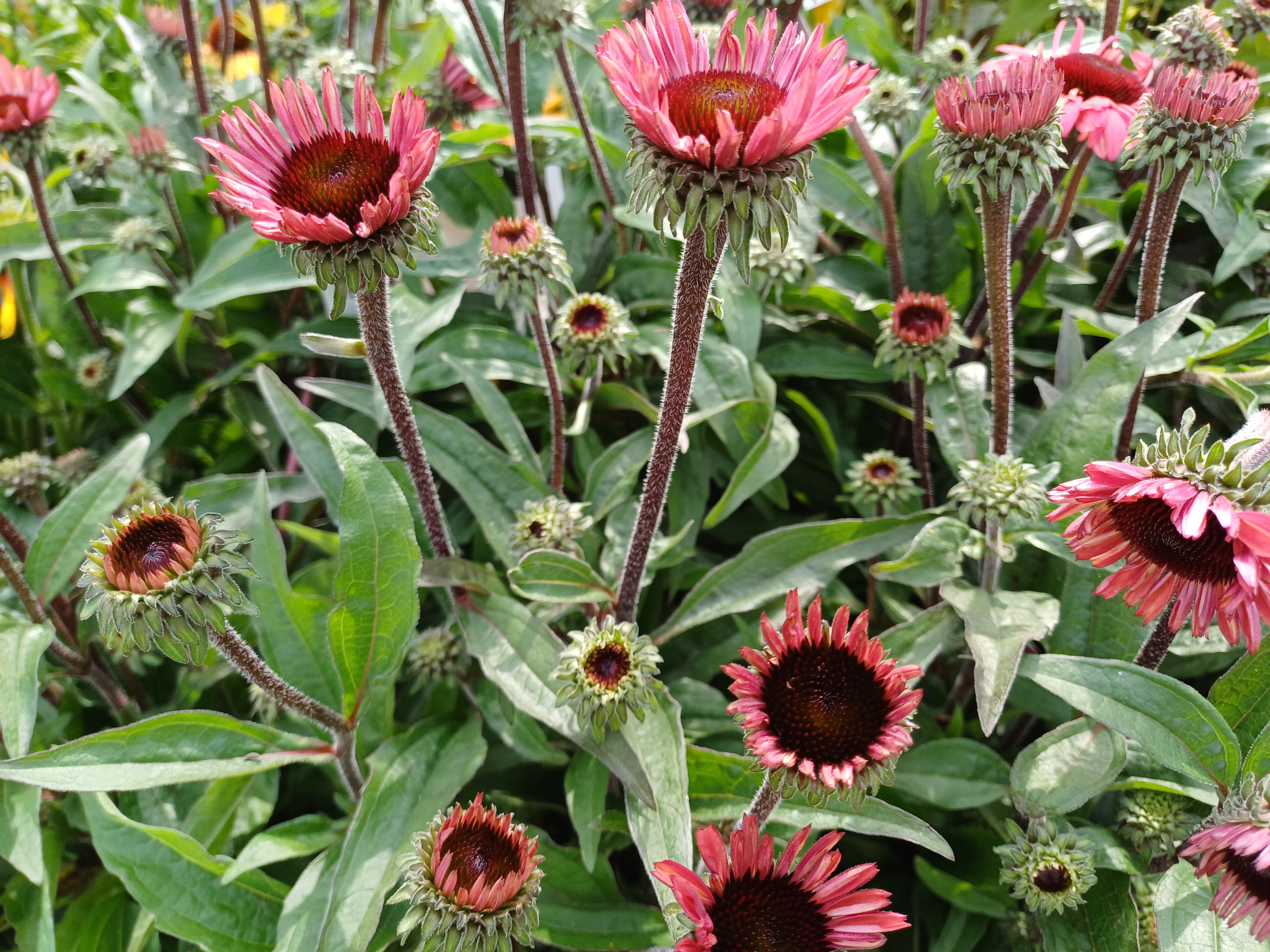 Echinacea purpurea SunSeekers Red