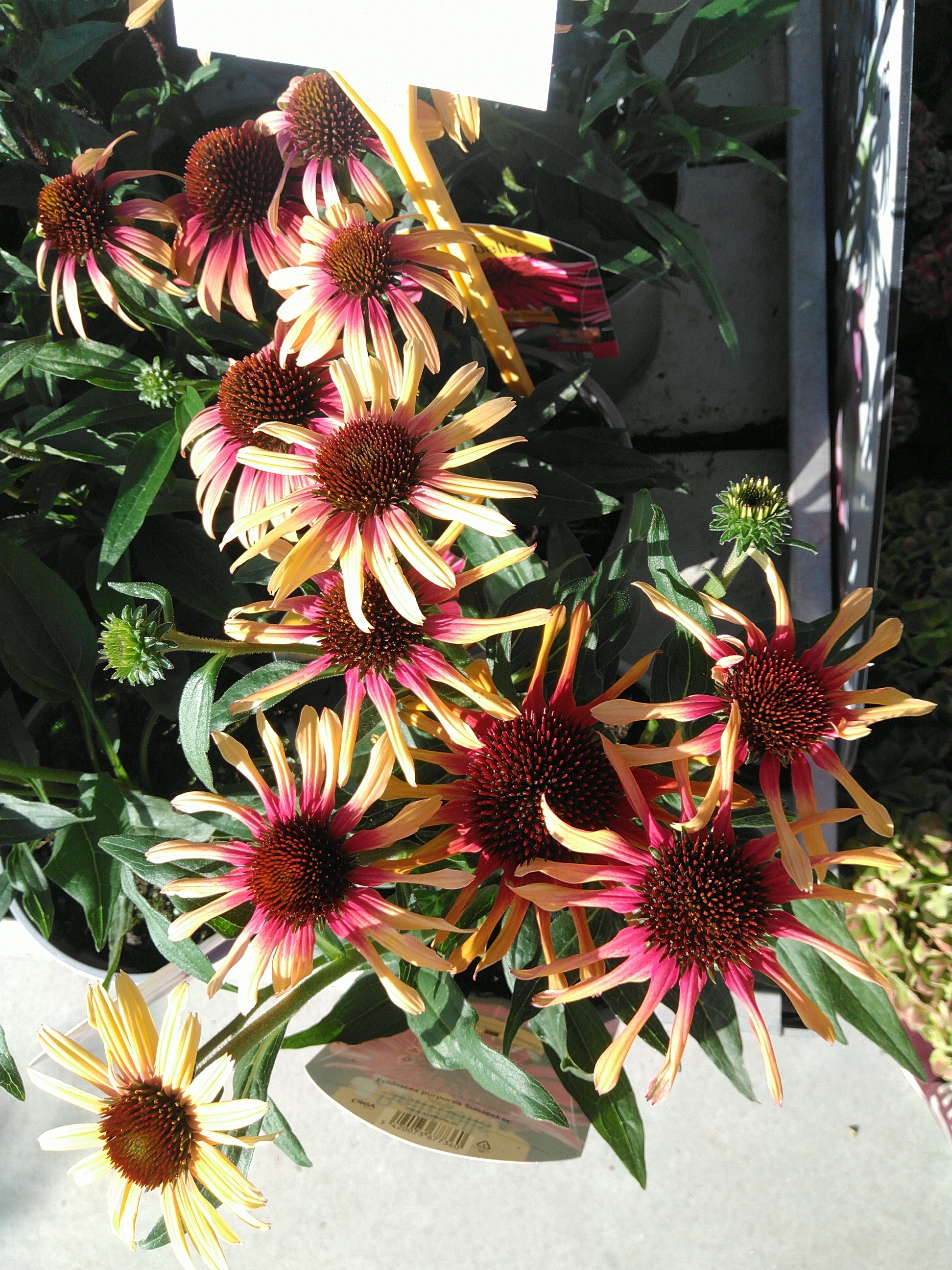 Echinacea purpurea Sunseeker Tequila Sunrise