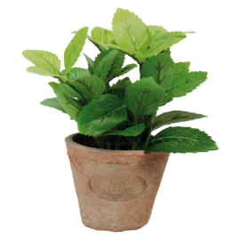 Munt in AT pot S