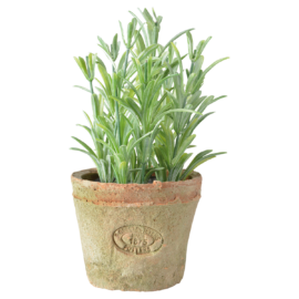 Rosemarijn in AT pot S