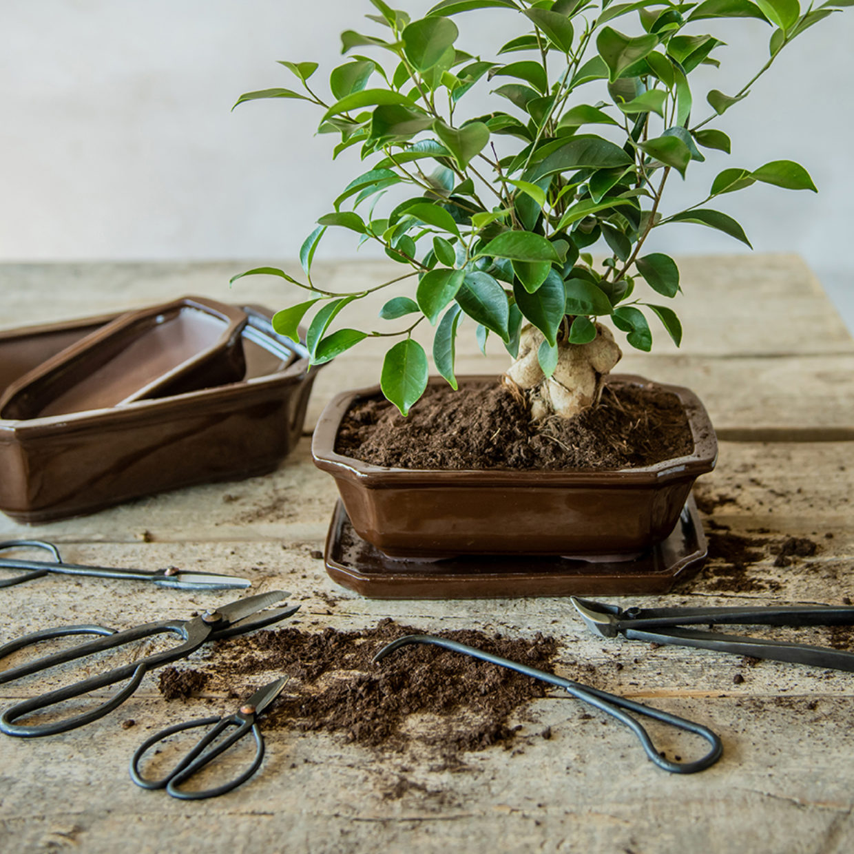 Bonsai pot rechthoekig M