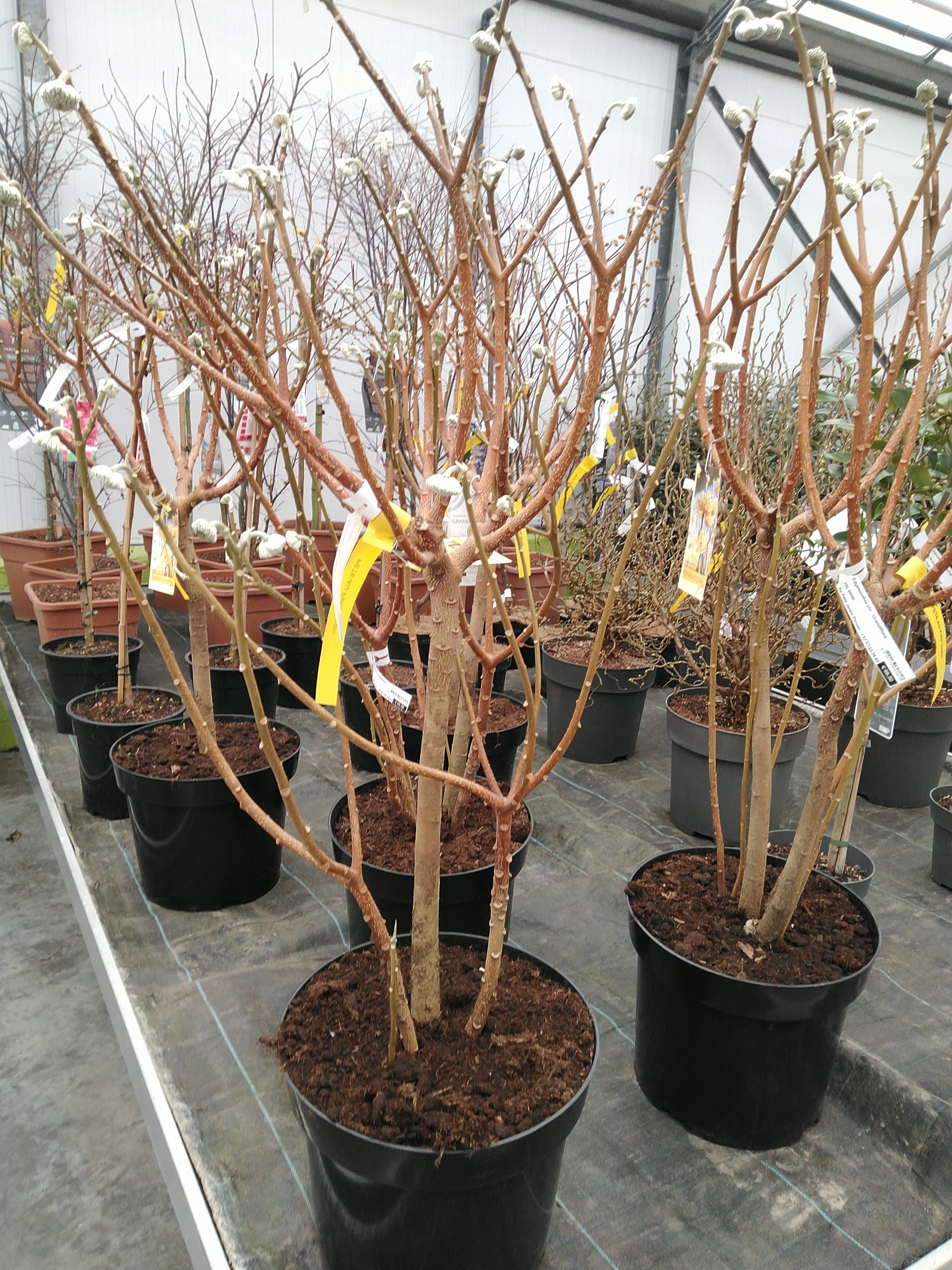 Edgeworthia chr. 'Grandiflora'