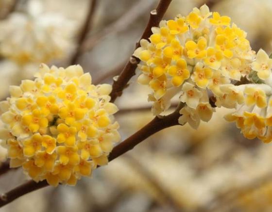 Edgeworthia chr. 'Grandiflora'