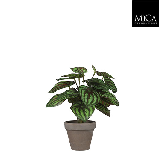 Peperomia groen in pot Stan grey d9cm - h24xd23cm