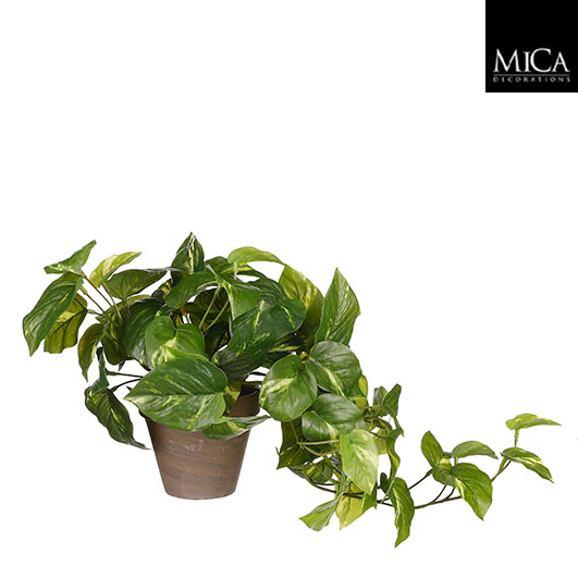 Pothos groen in pot Stan grijs d11,5cm