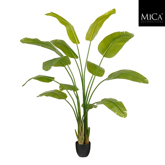 Traveller palm in pot groen 