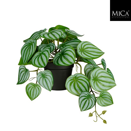 Peperomia hangend in pot groen