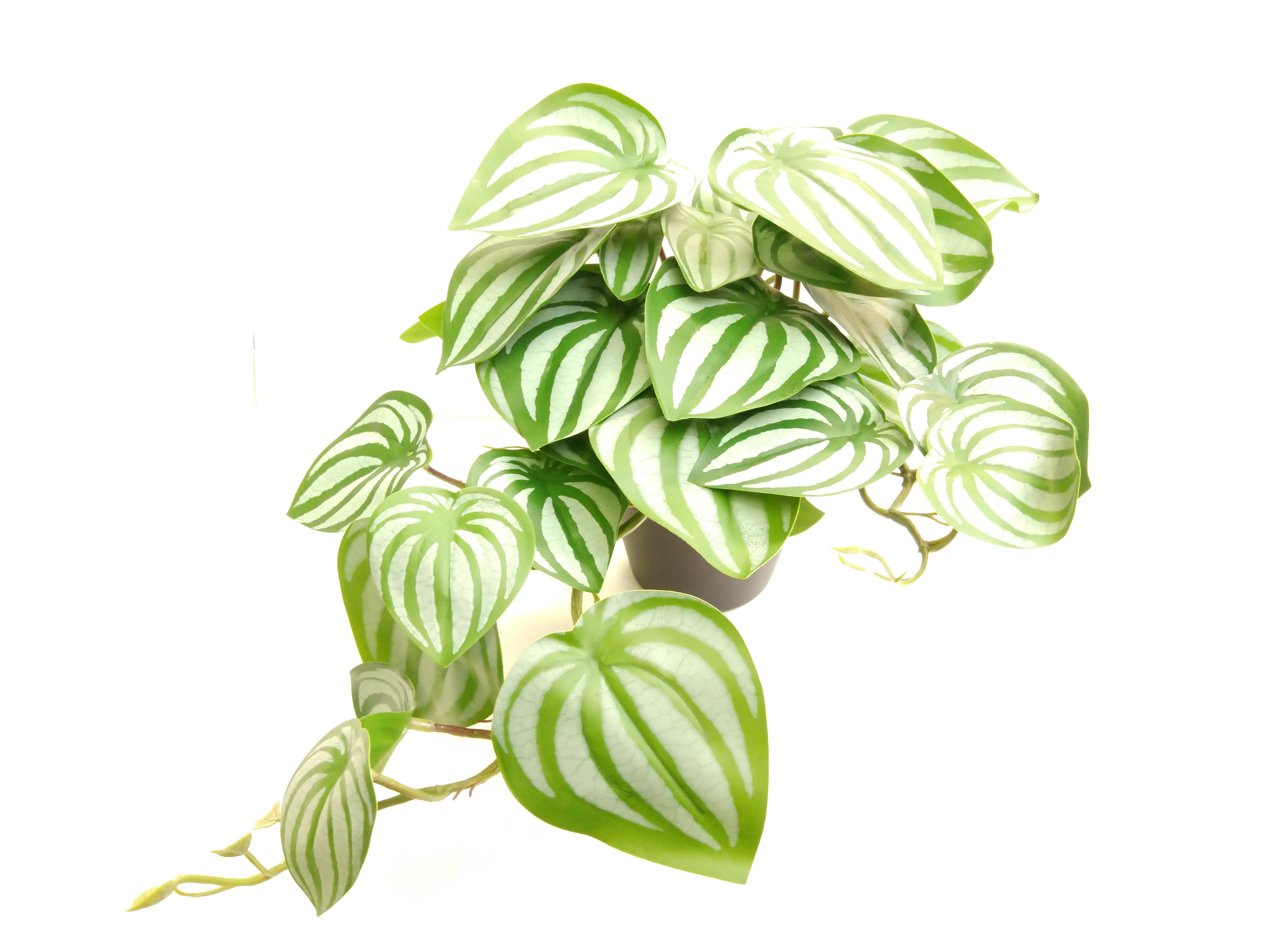 Peperomia hangend in pot groen