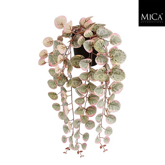 Ceropegia woodii hangend in pot roze