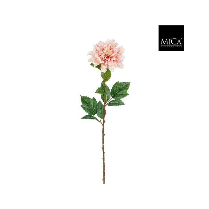 Dahlia Roze