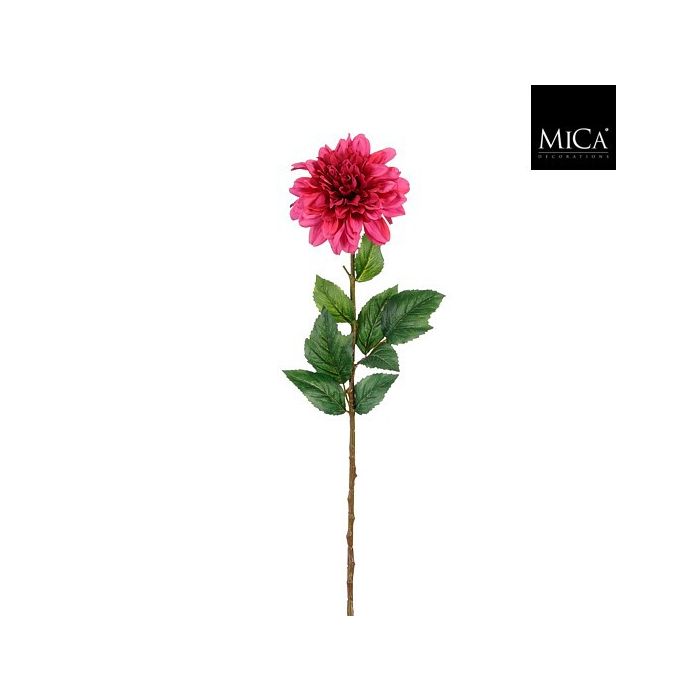 Dahlia Fuschia