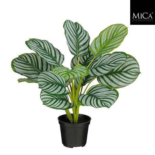 Calathea in pot grijsgroen Real Touch