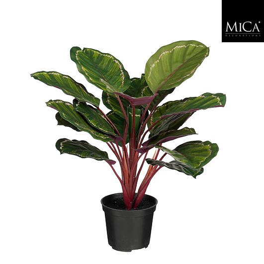 Calathea in pot groen Real Touch