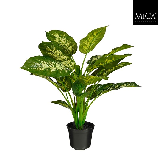 Dieffenbachia in pot groen - h45xd30cm