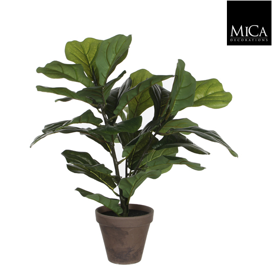 Ficus Lyrata groen in pot Stan grijs 