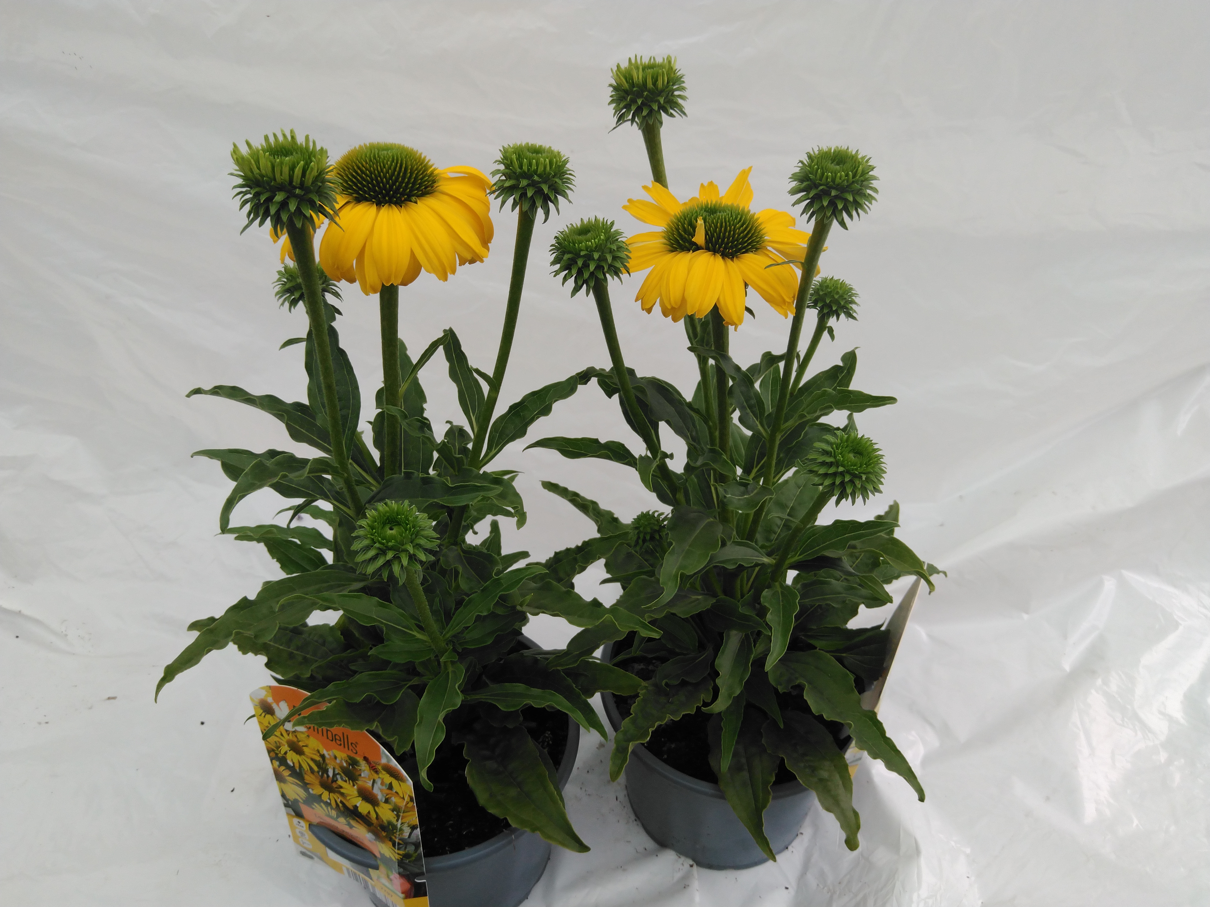 Echinacea purpurea SunSeekers Citrus