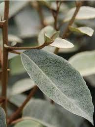 Elaeagnus ebb. 'Compacta'