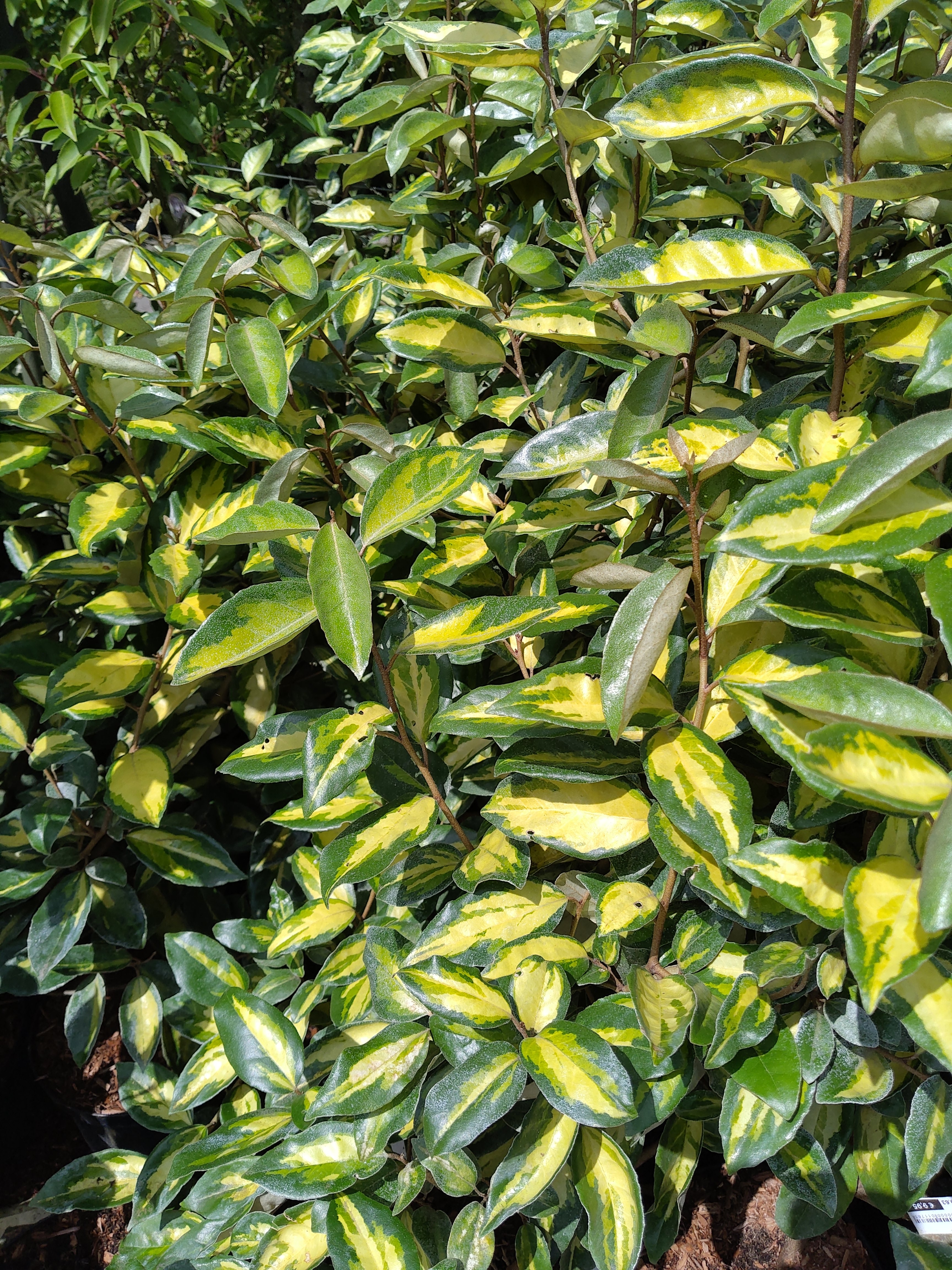Elaeagnus ebb. 'Limelight'