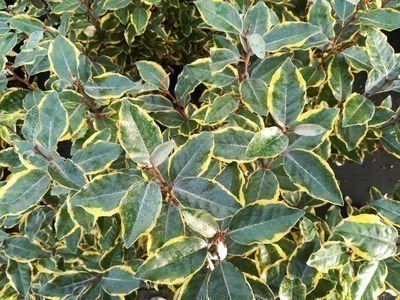 Elaeagnus Ebb. ´Viveleg´ Elaeagnus Ebb. ´Viveleg´