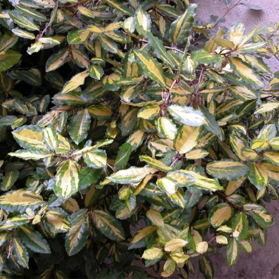 Elaeagnus pungens 'Aurea' Elaeagnus pungens 'Aurea'