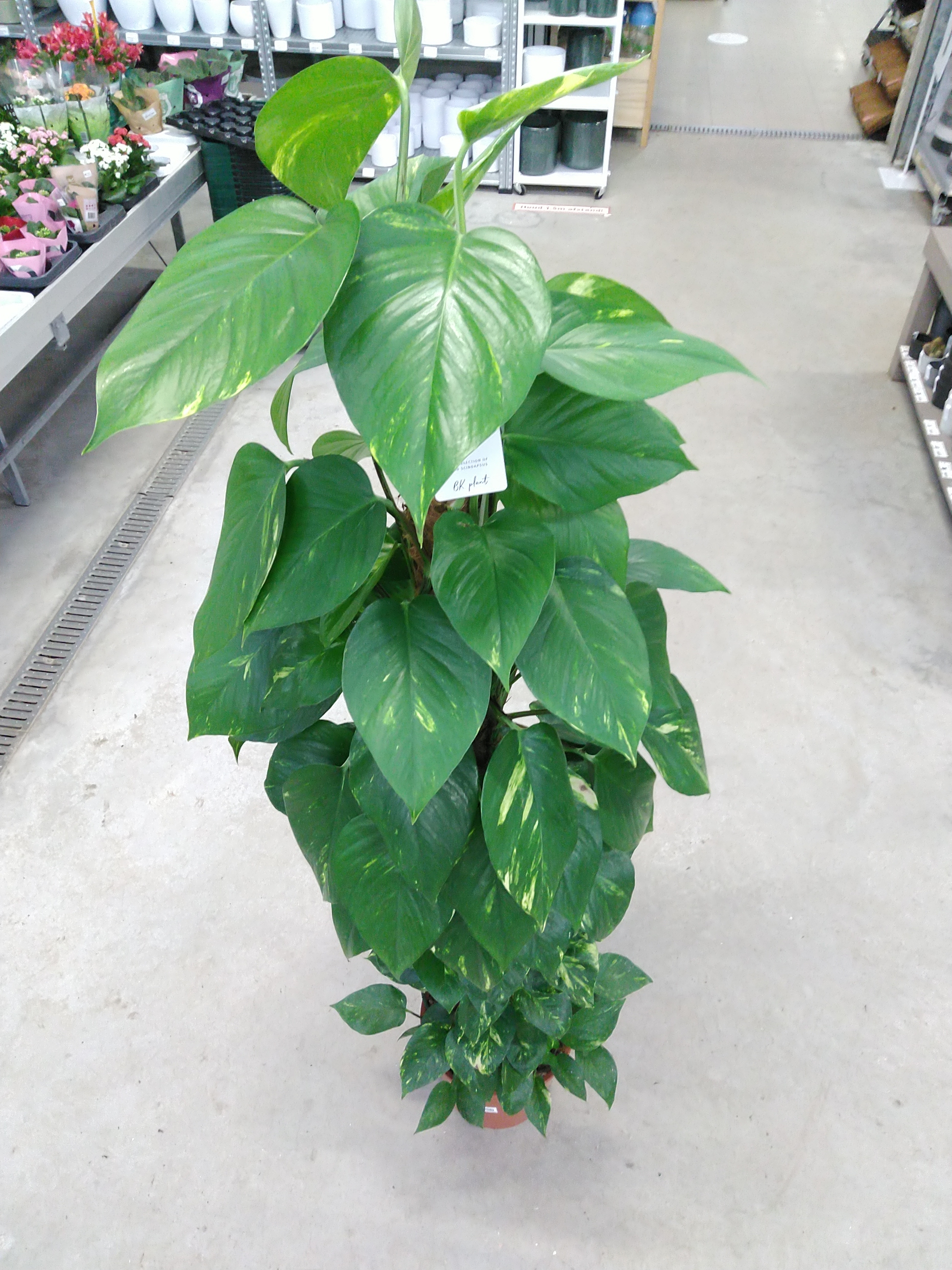 Epipremnum Pinnatum Mosstok Epipremnum Pinnatum Mosstok