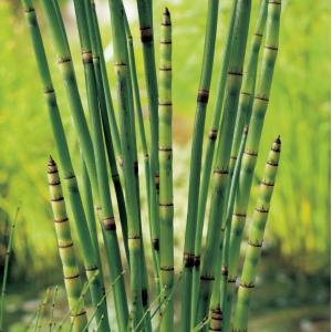 Equisetum japonica Equisetum japonica