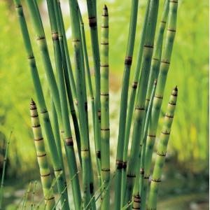 Equisetum japonica