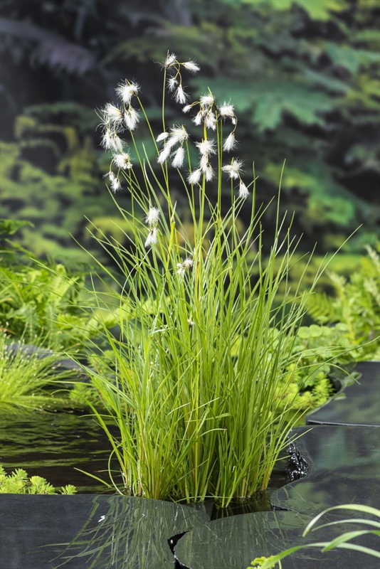 Eriophorum angustifolium Eriophorum angustifolium