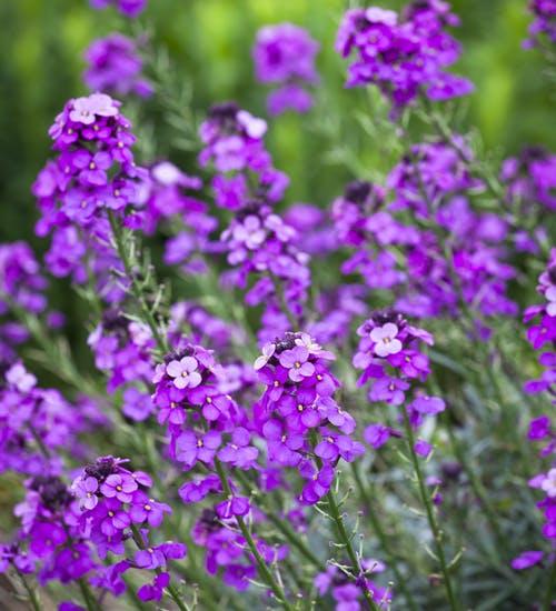 Erysimum 'Bowles Mauve' Erysimum 'Bowles Mauve'
